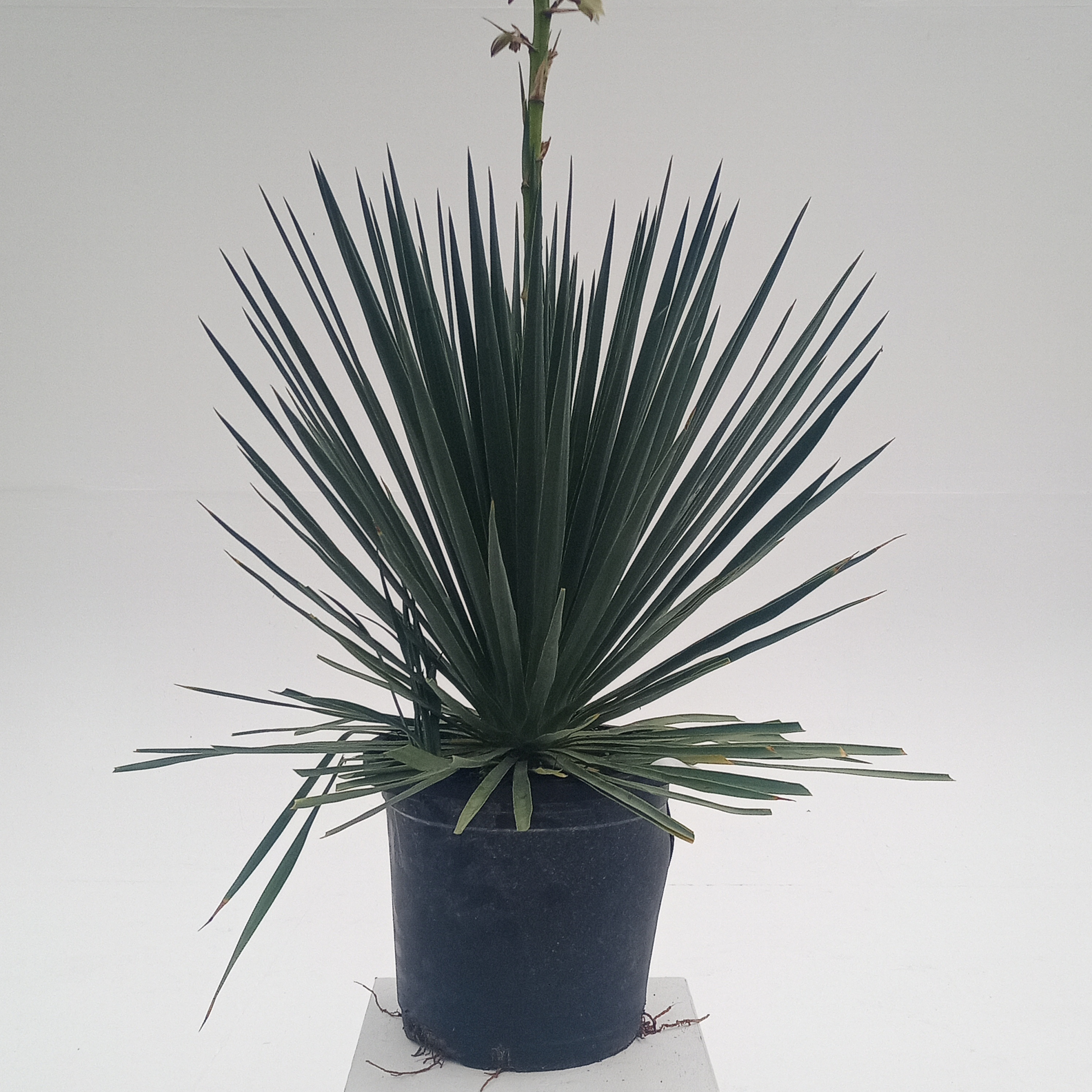 Yucca filamentosa | The Palm Centre