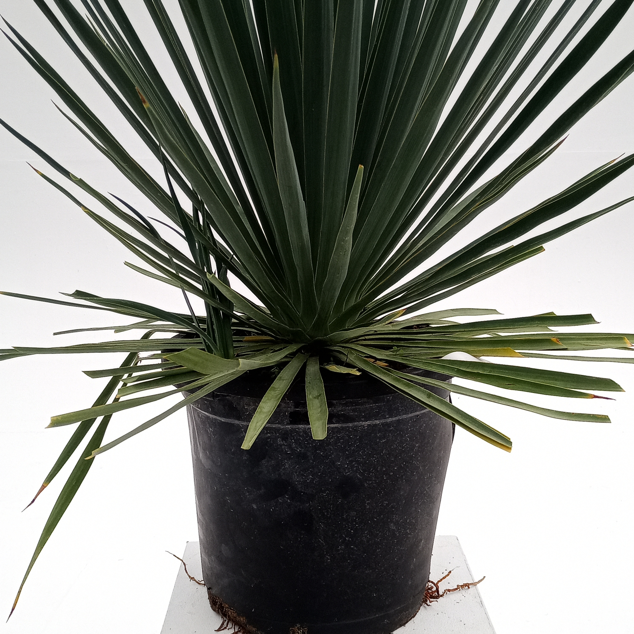 Yucca filamentosa | The Palm Centre