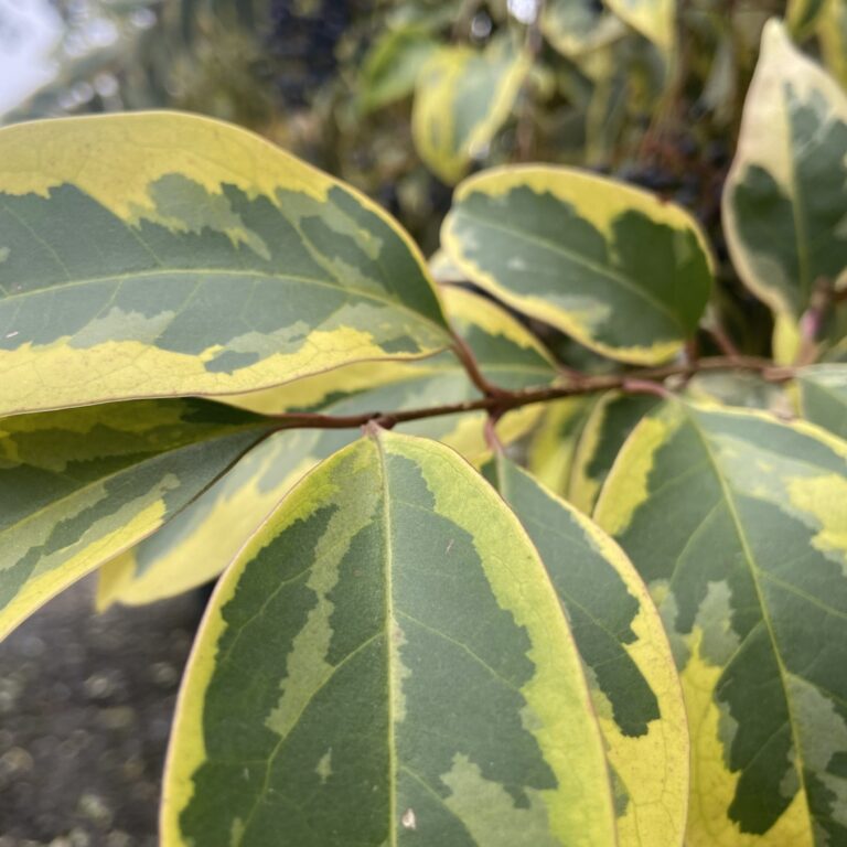 LEX Ligustrum lucidum 'Excelsum Superbum'