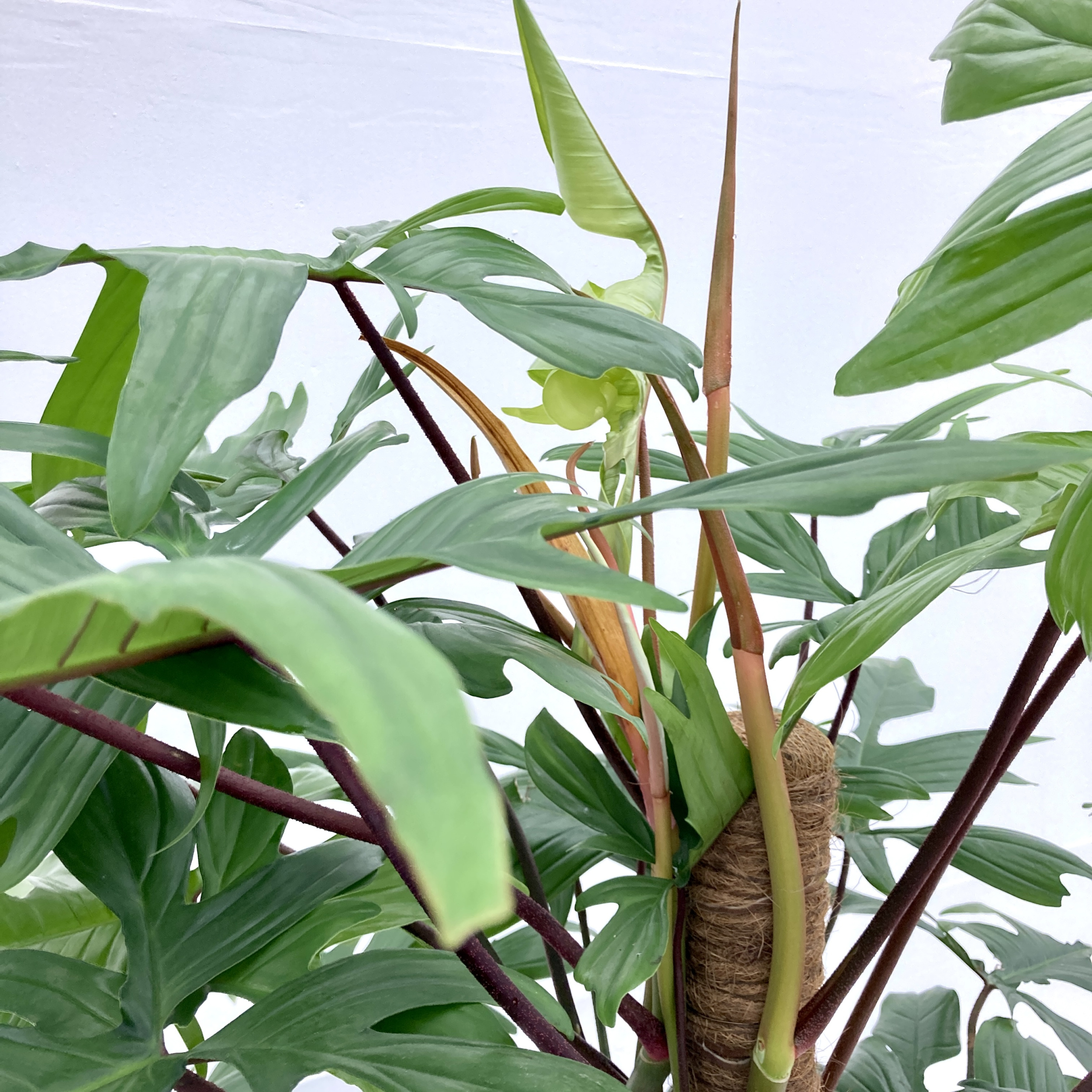 Philodendron 'Florida Green' | The Palm Centre