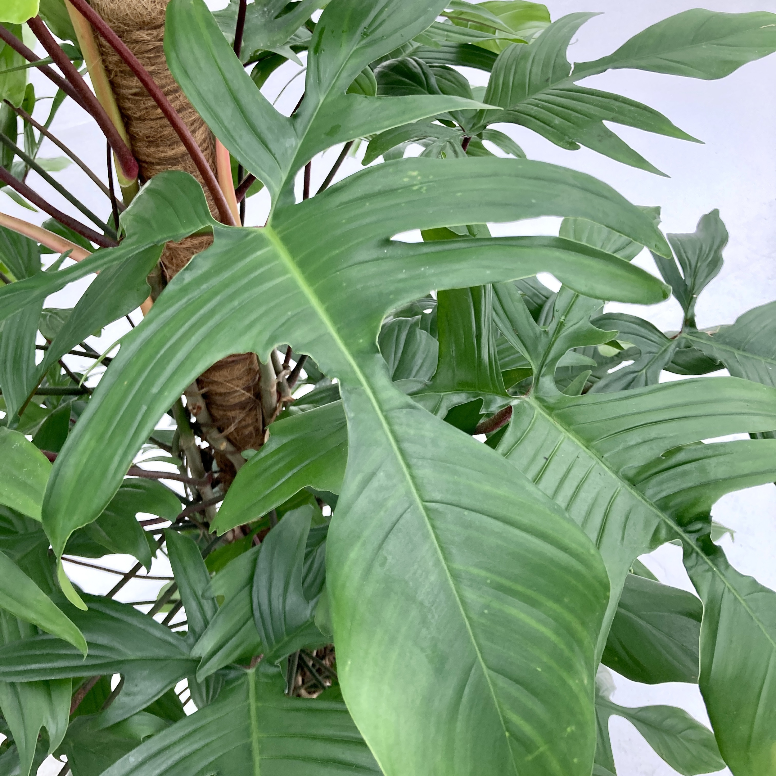 philodendron white measure größe Philodendron birkin White measure – Gipsygarden