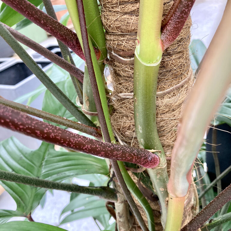 Pruning and Cleaning