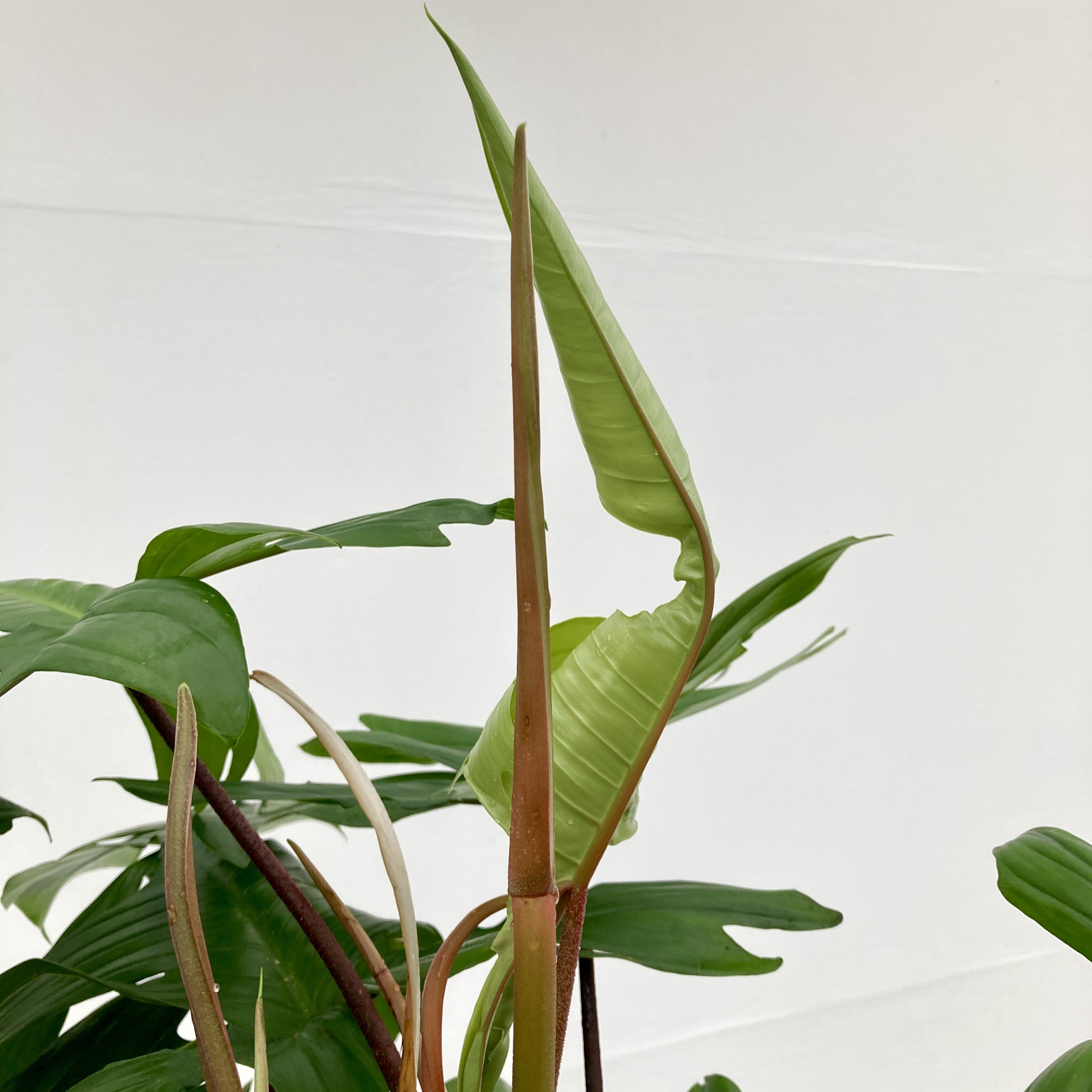 monstera adansonii variegata kaufen Monstera adansonii variegated aurea (Fresh Leaf Cutting, 2 Leaves) main image 0