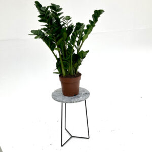ZZM Zamioculcas zamiifolia 'Midori'