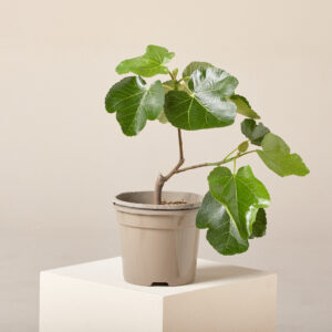 FWM Ficus carica 'White Marseilles'