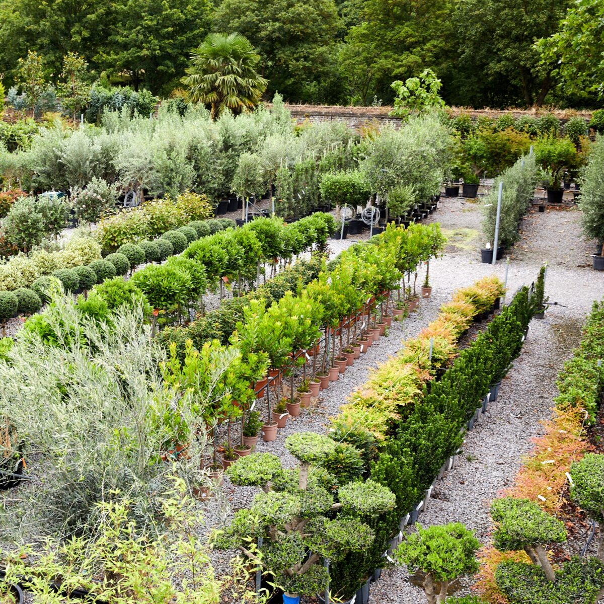 The Palm Centre Nursery - Hundreds of hardy exotic plants available