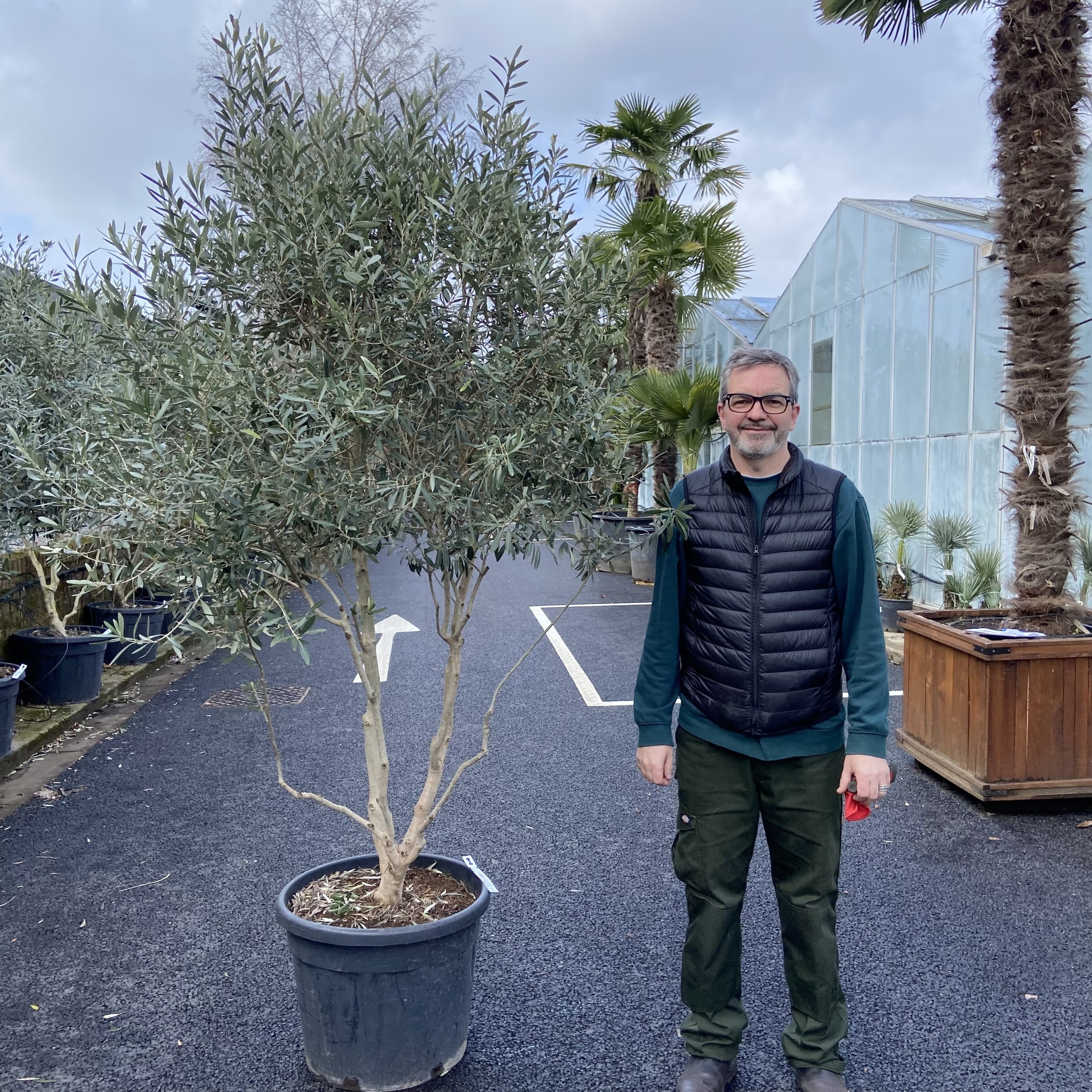 OEC-MT Olea europaea 'Cipressino' - Mature