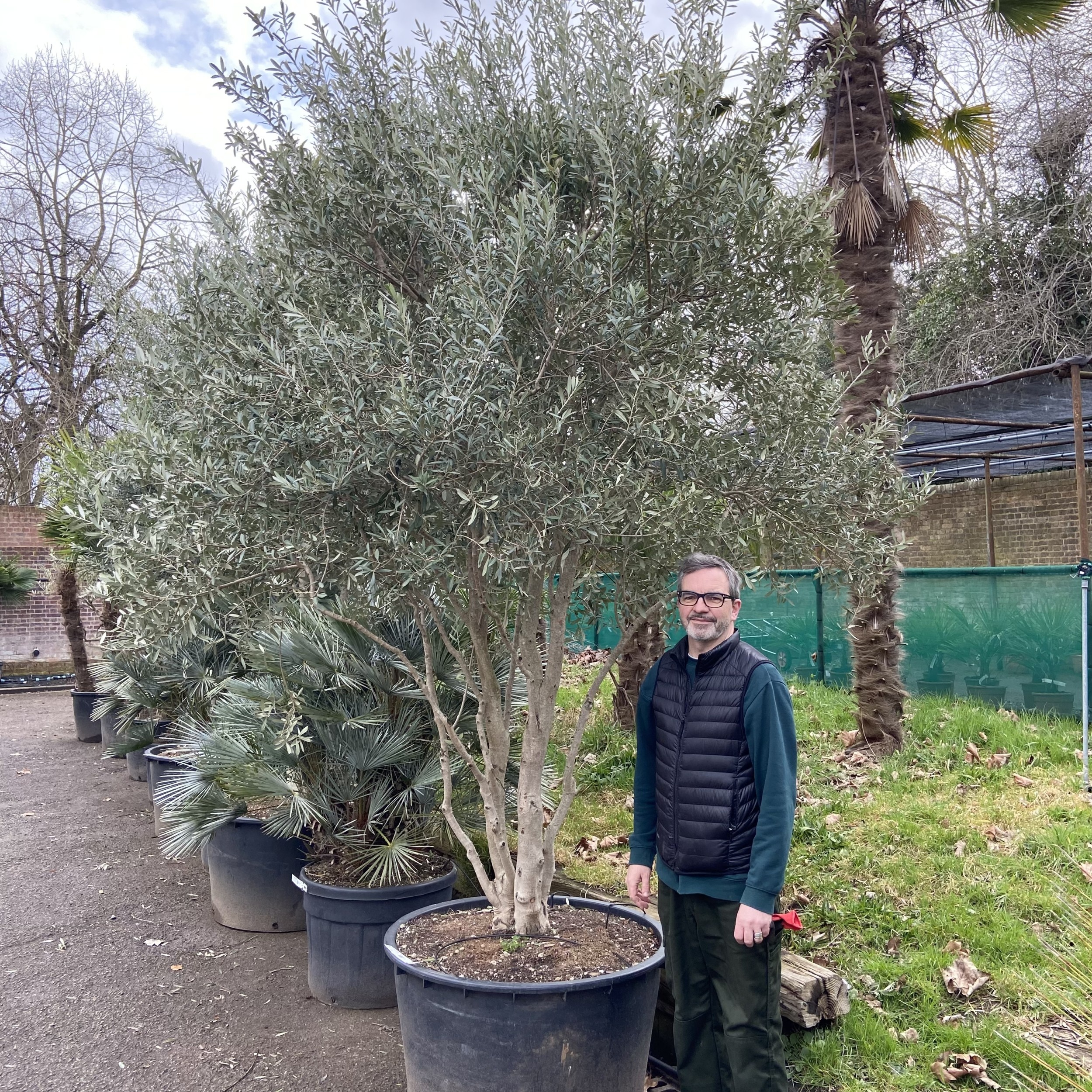 OEC-MT Olea europaea 'Cipressino' - Mature