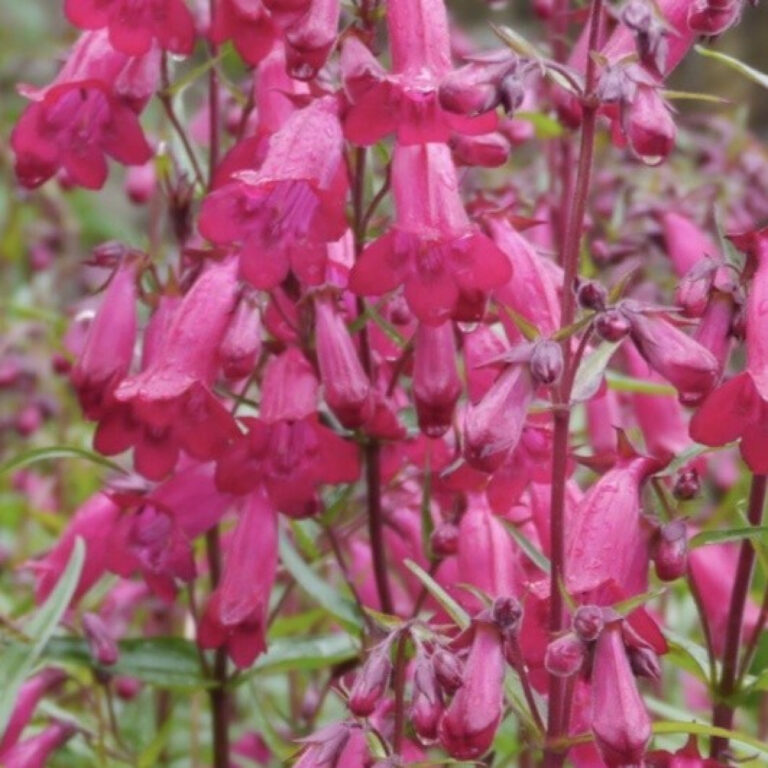 PGN Penstemon 'Garnet'