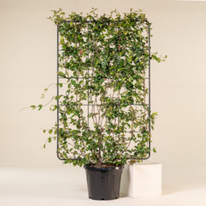 Trachelospermum jasminoides - Espalier