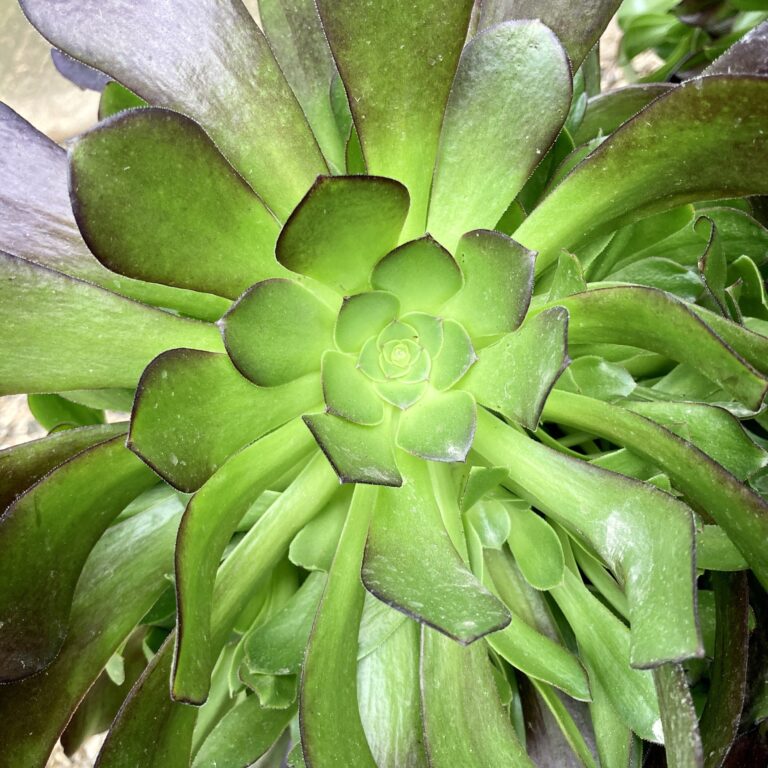 AEE Aeonium arboreum 'Atropurpureum'