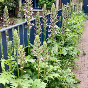 AMO Acanthus mollis