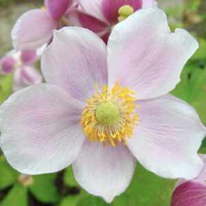 ASE Anemone hybrida 'September Charm'