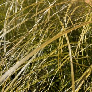 CPF Carex testacea 'Prairie Fire'