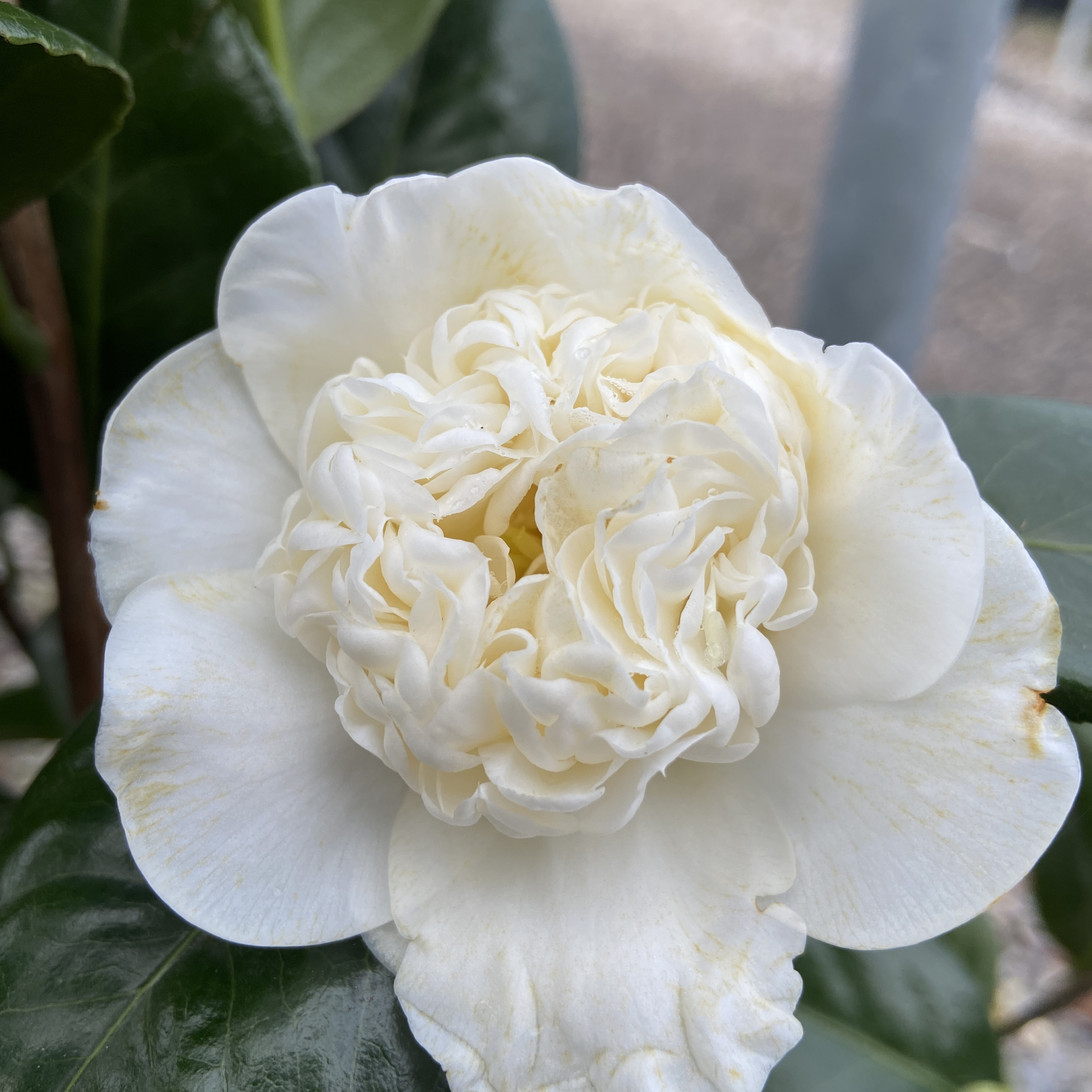 CPW Camellia japonica 'Perfection White'