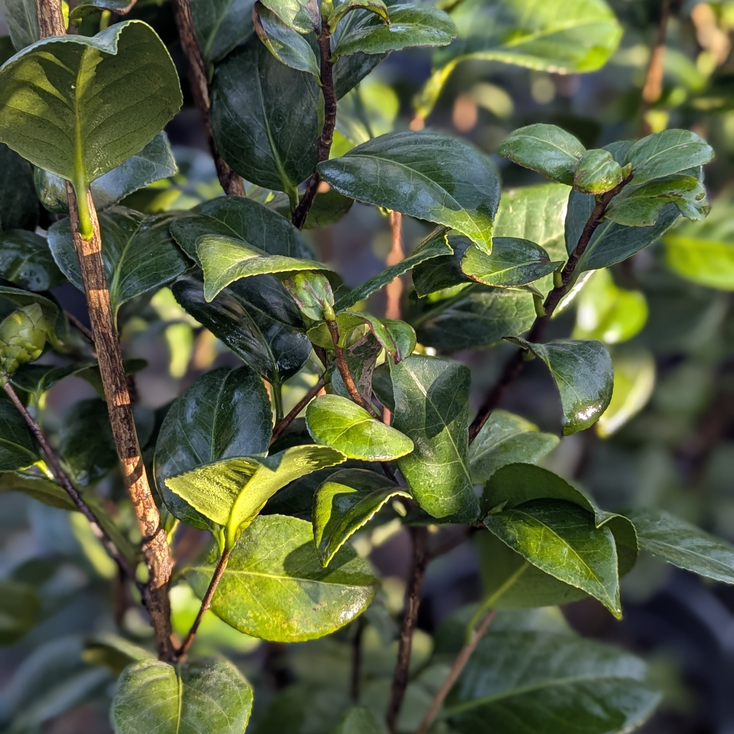 CPW Camellia japonica 'Perfection White'