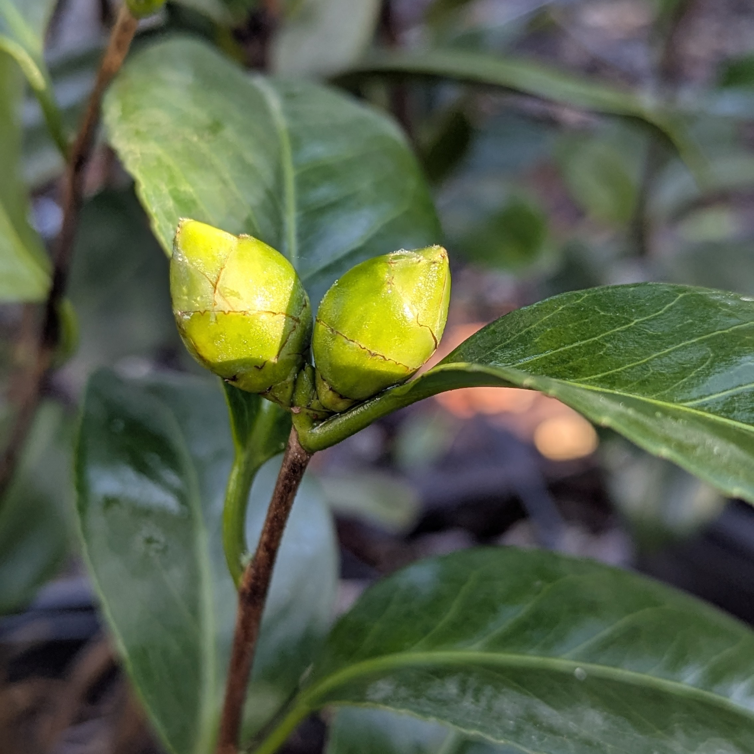 CPW Camellia japonica 'Perfection White'