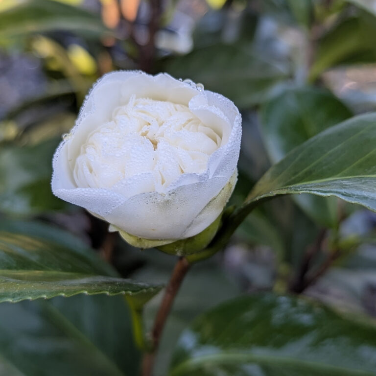 CPW Camellia japonica 'Perfection White'