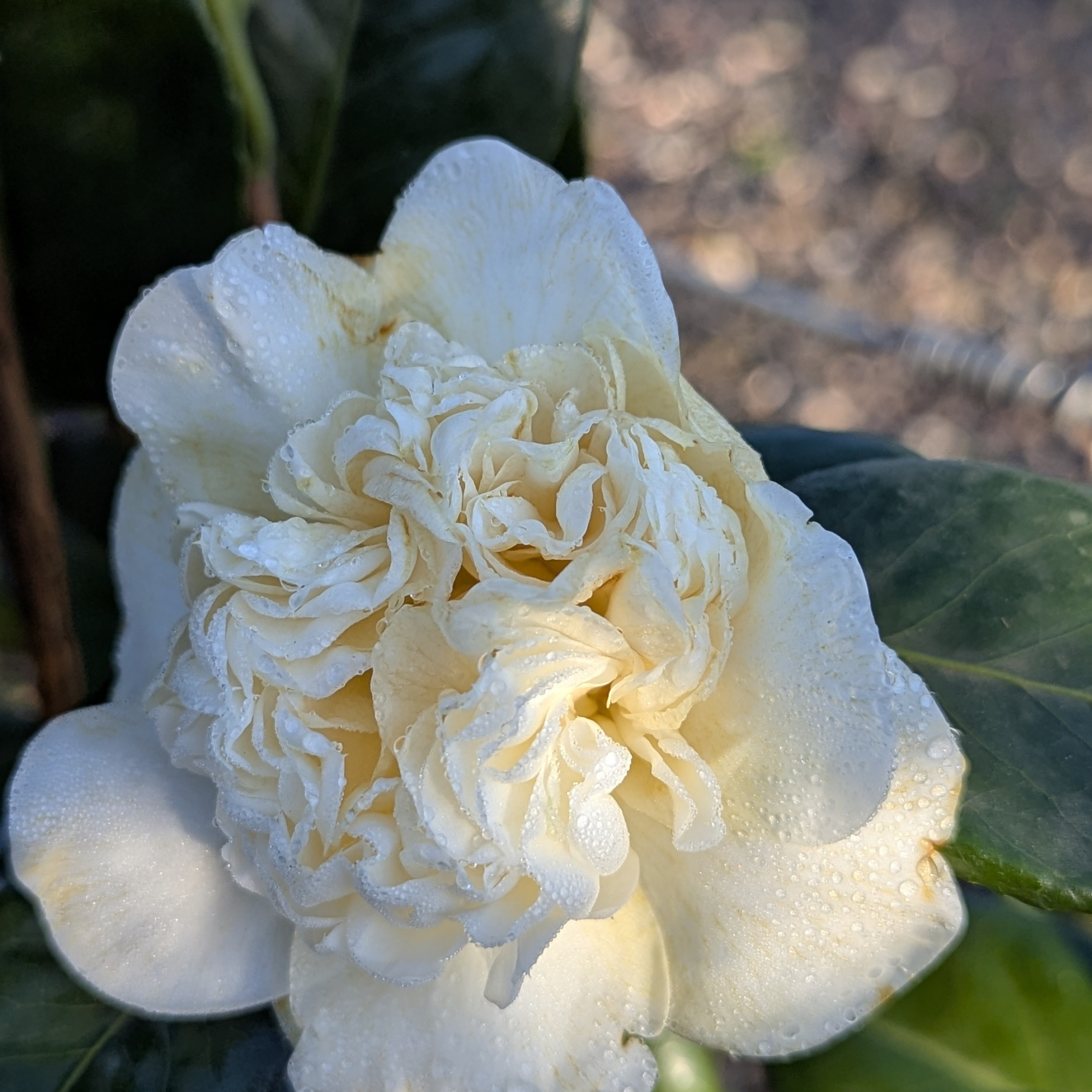 efeutute schatten Efeutute - Epipremnum aureum main image 0