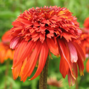 EHP Echinacea 'Hot Papaya'