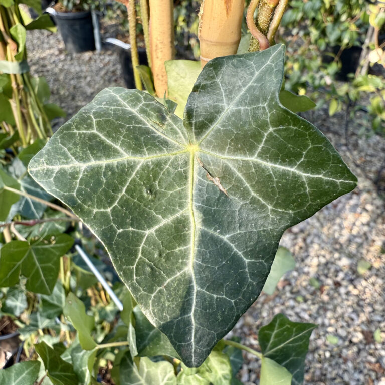 HEH Hedera hibernica