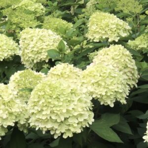 Hydrangea paniculata 'Limelight'