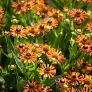 HSH Helenium 'Short and Sassy