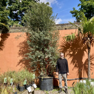 Olea europaea 'Cipressino' - Bush form