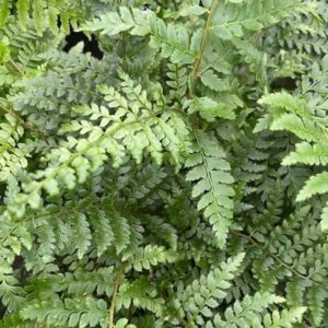 PBR Polystichum braunii