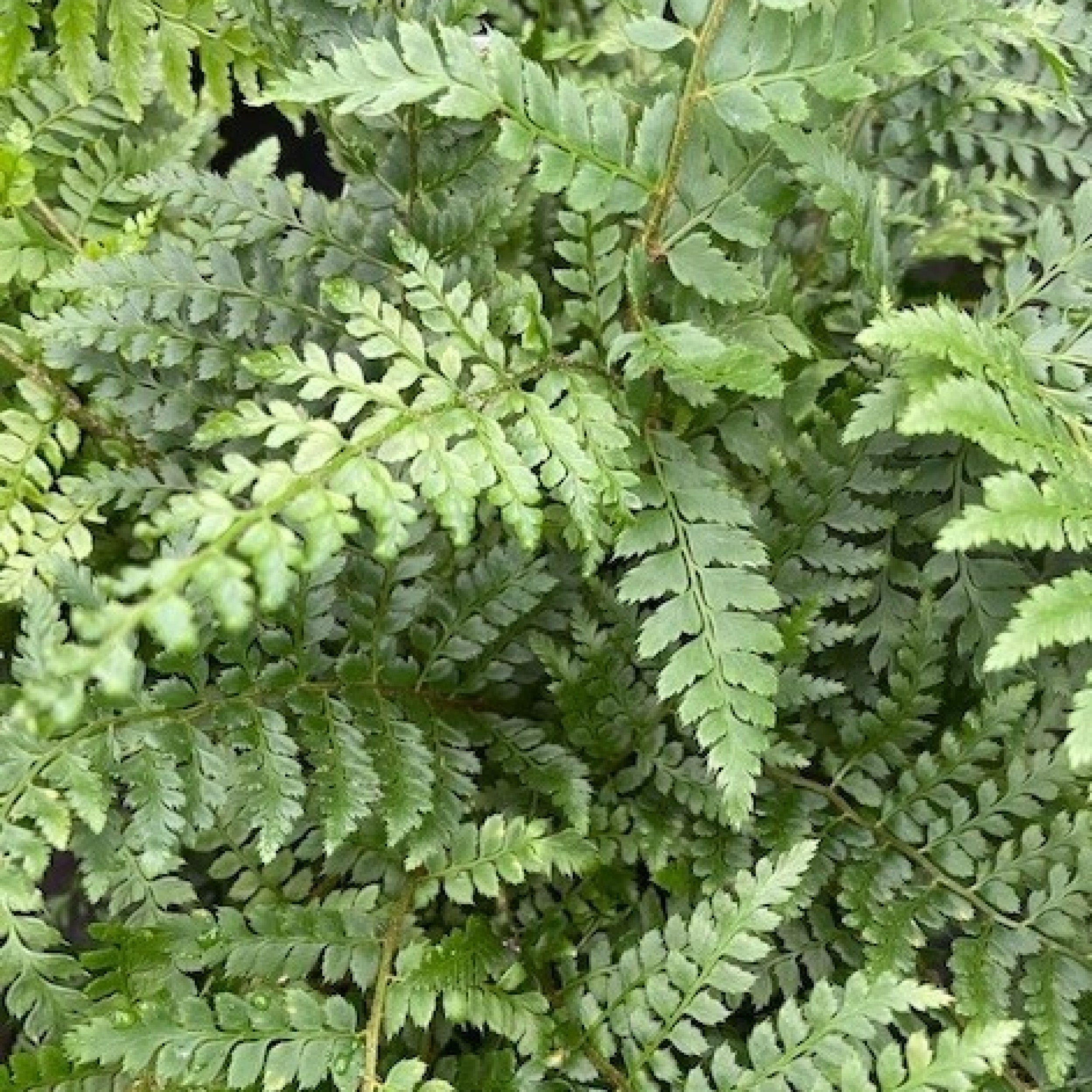 PBR Polystichum braunii