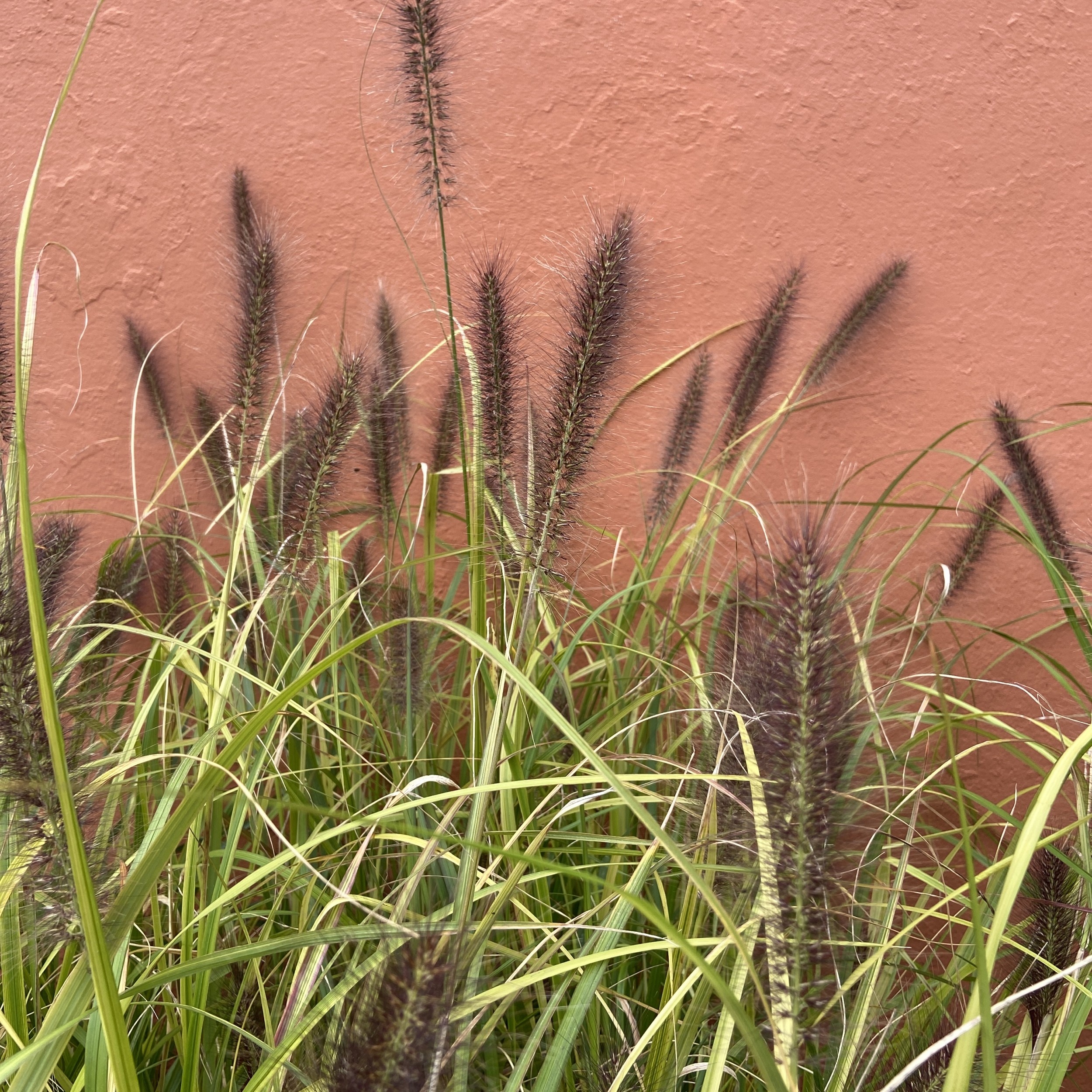 PEN Pennisetum alopecuroides 'Red Head'