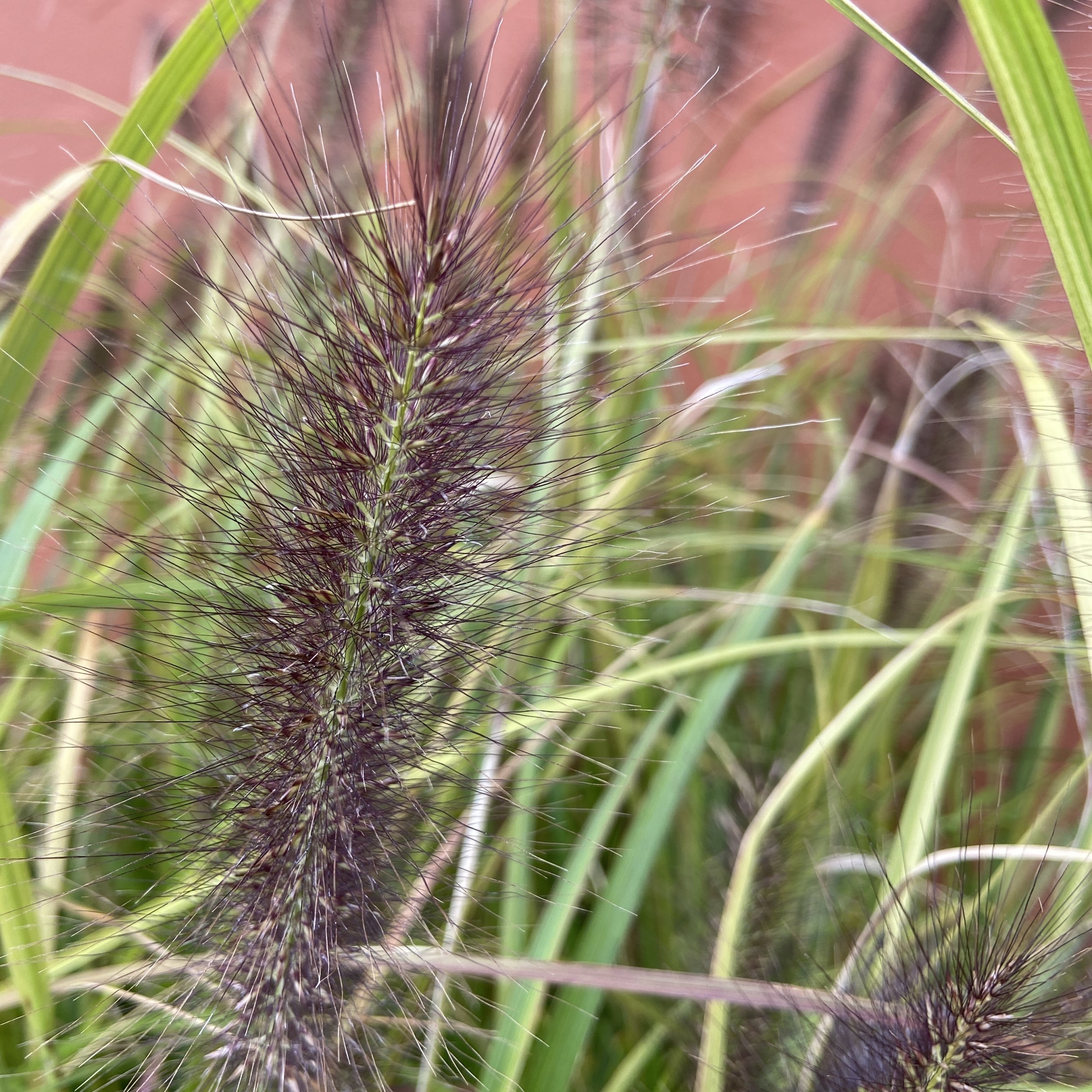 PEN Pennisetum alopecuroides 'Red Head'