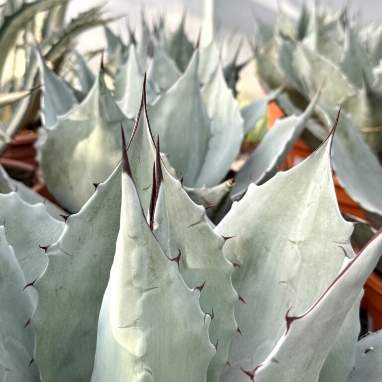 Agave ovatifolia 'Emerald' | The Palm Centre