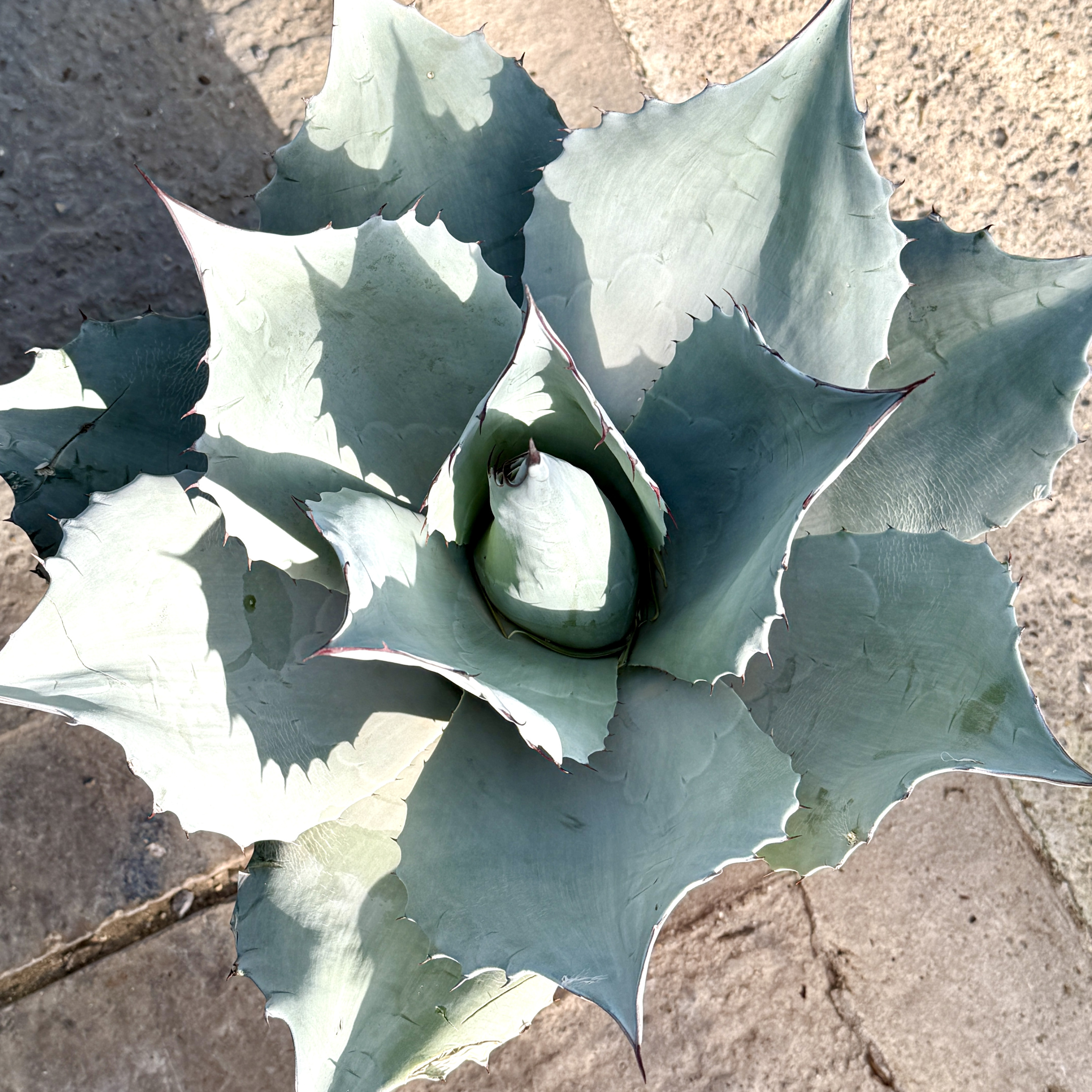 Agave ovatifolia 'Emerald' | The Palm Centre