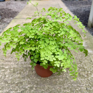 ARF Adiantum raddianum 'Fragrans'