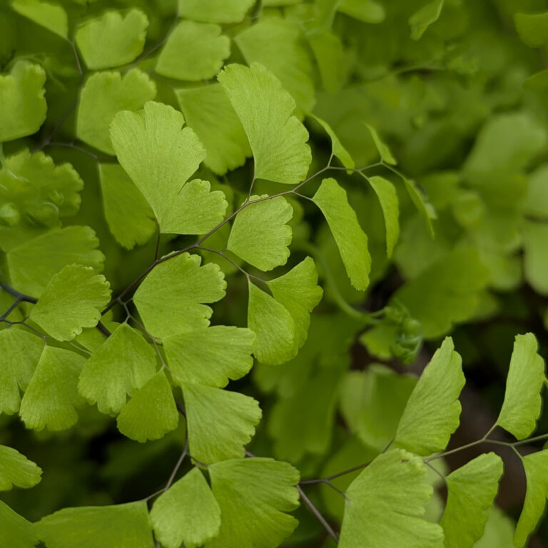ARF Adiantum raddianum 'Fragrans'