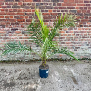 PXR Phoenix reclinata