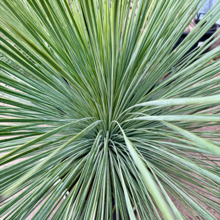 YLI Yucca linearis