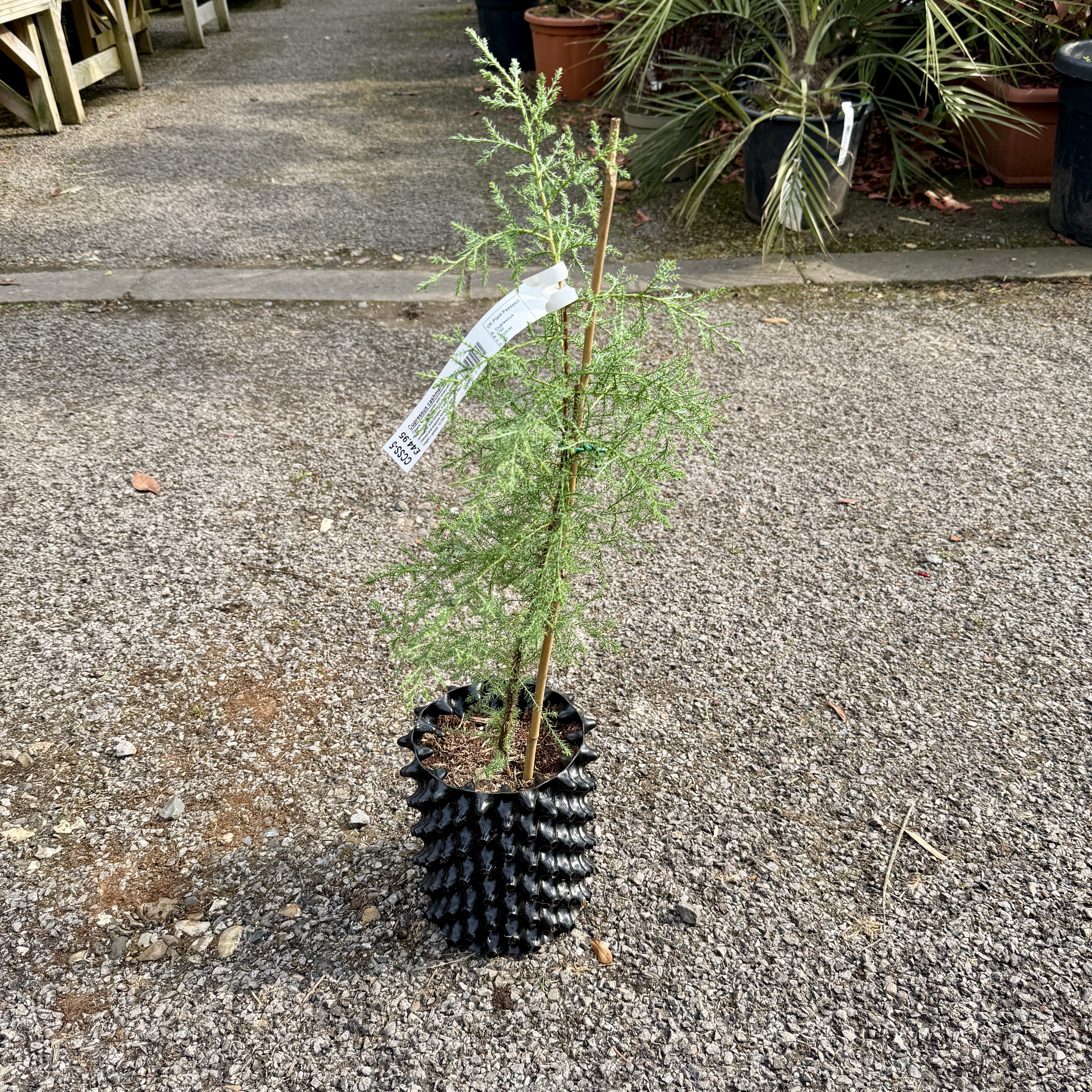 Cupressus cashmeriana