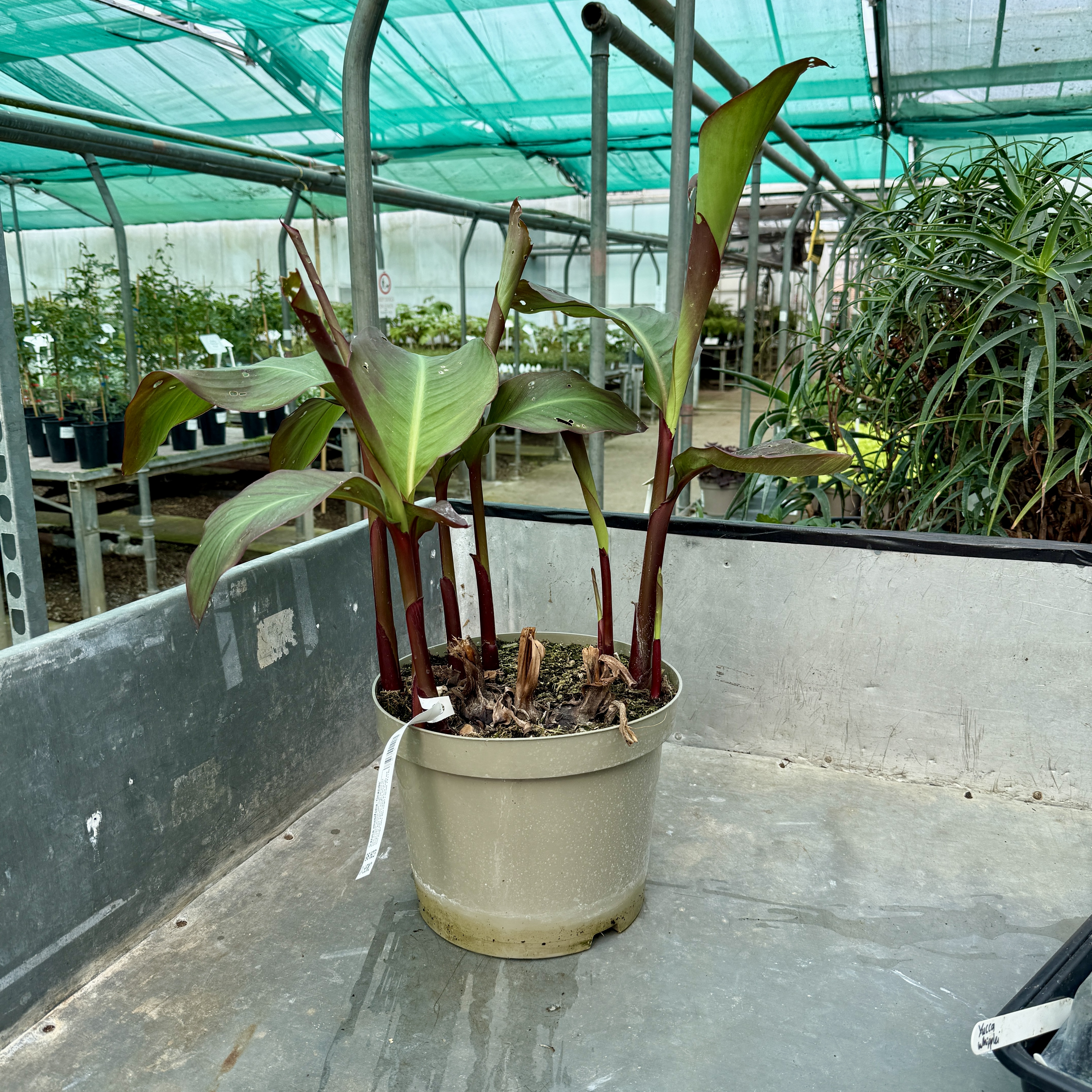 Canna musifolia 'Grande'