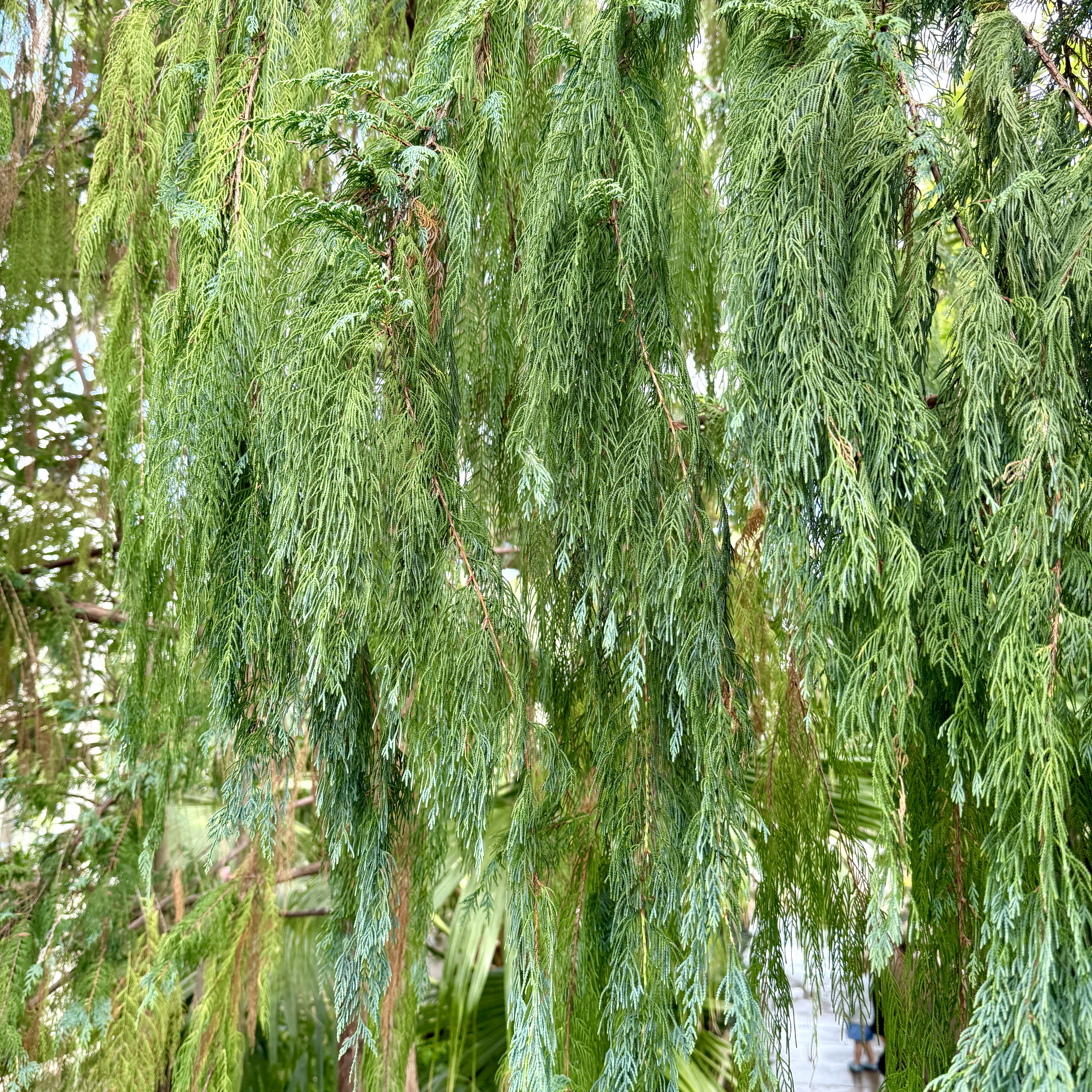 Cupressus cashmeriana - Image 3