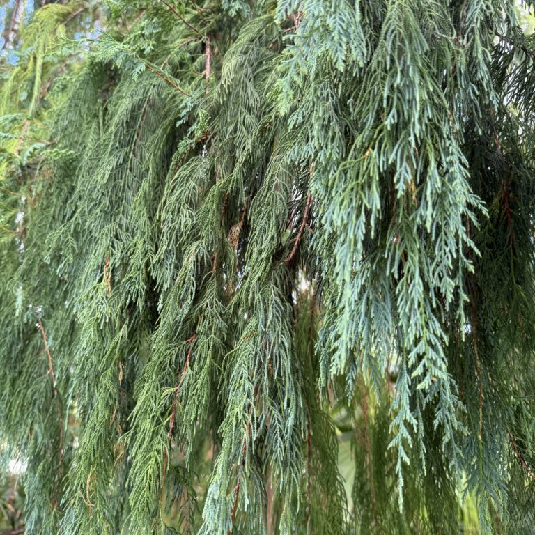 Cupressus cashmeriana