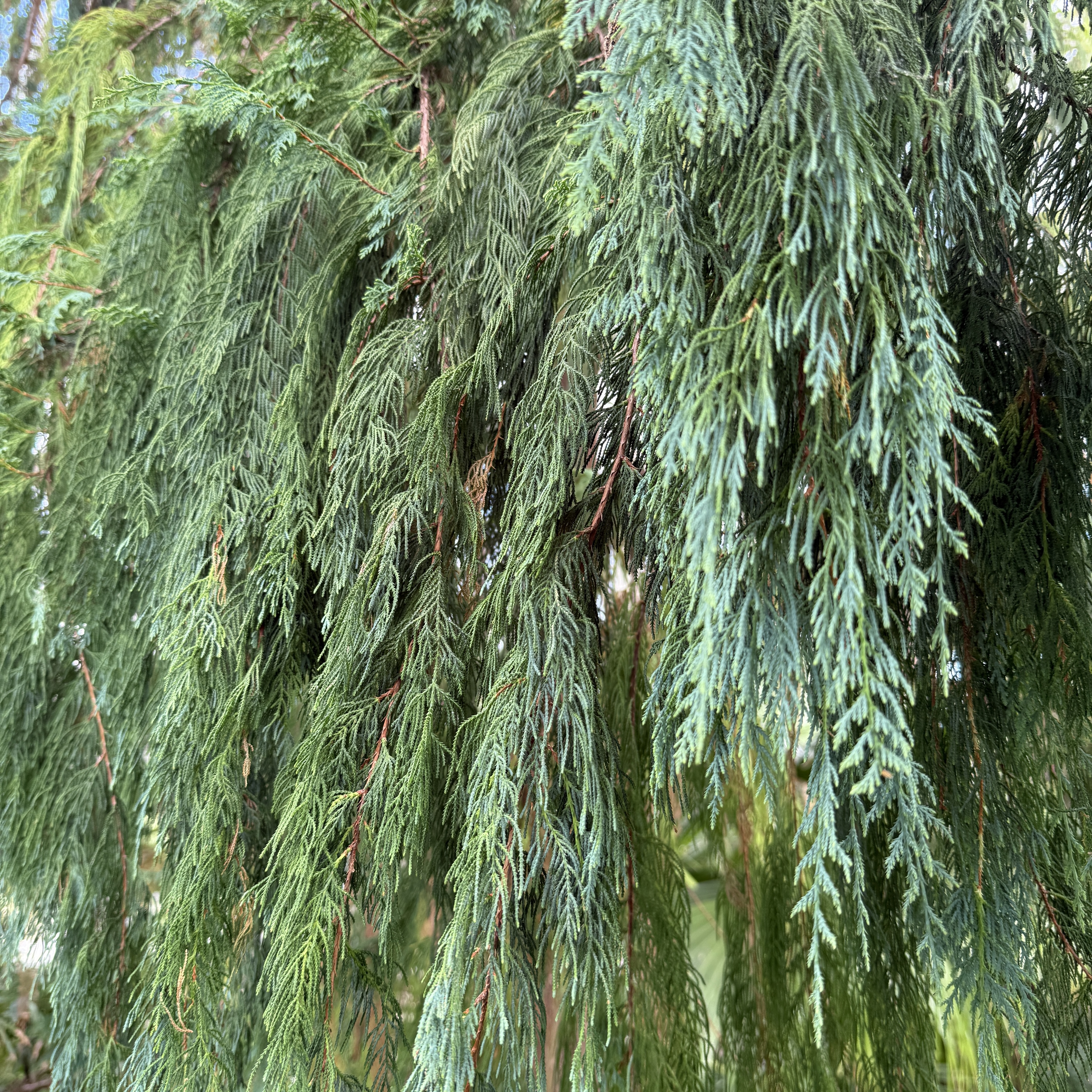 Cupressus cashmeriana - Image 4