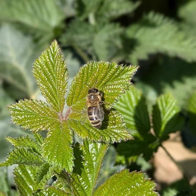 Why Wildlife-Friendly Gardening Matters