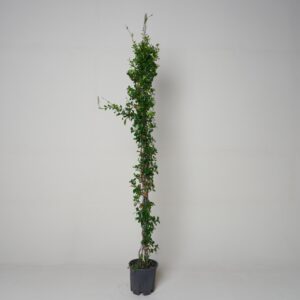 Trachelospermum asiaticum 'Chilli and Vanilla'