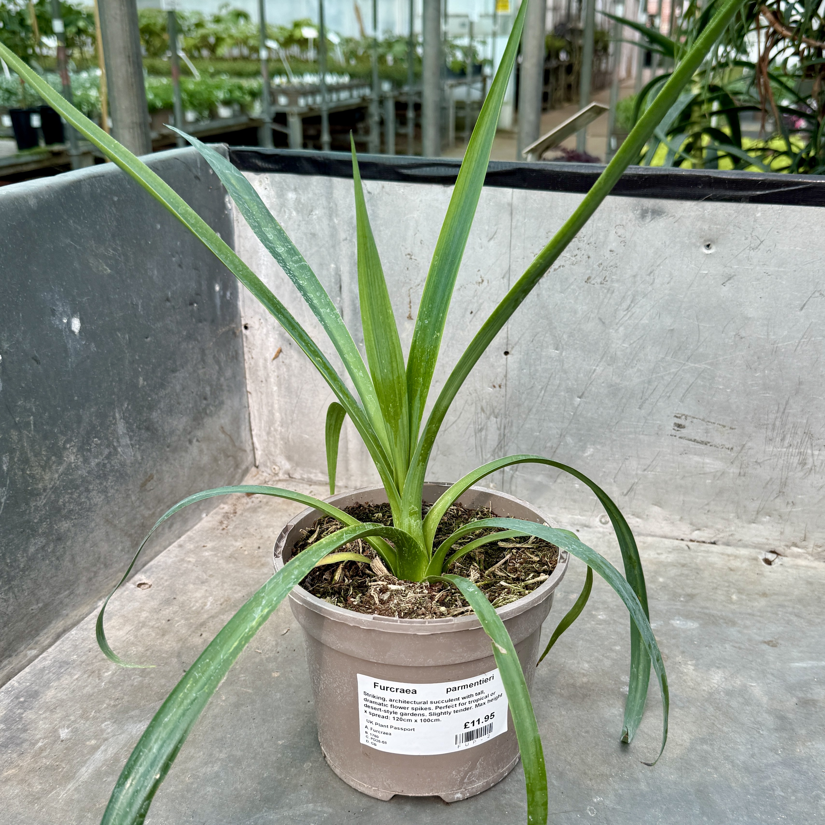 sansevieria green line Shop Sansevieria Zeylanica Snake Plant, Including Care Guide