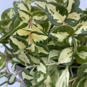 Vinca major 'Wojo's Gem'