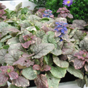 AJUGA reptans 'Burgundy Glow'