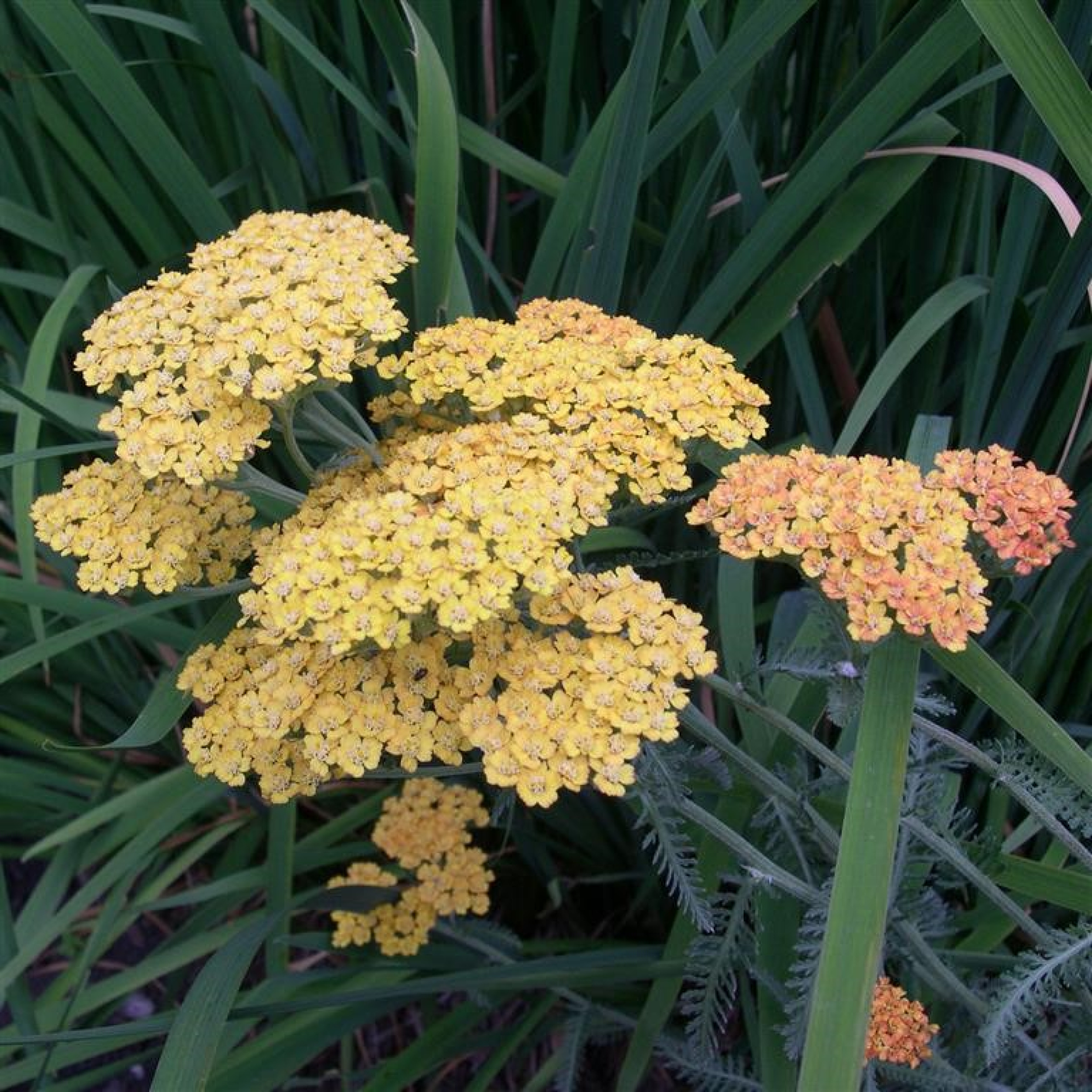 Achillea 'Terracotta'