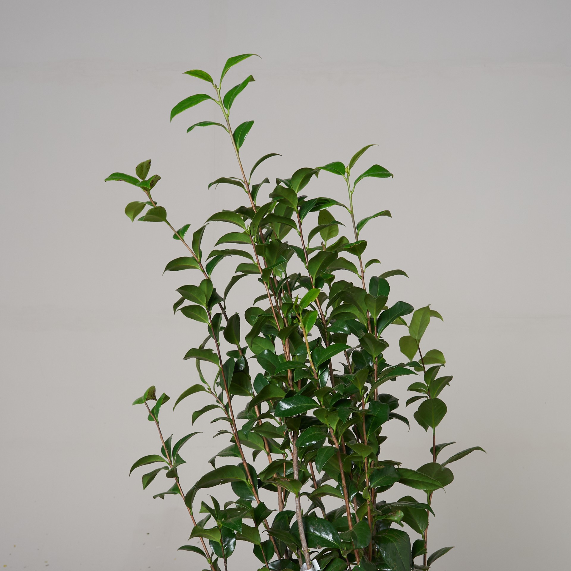 Camellia japonica Snow White Snow White Camellia